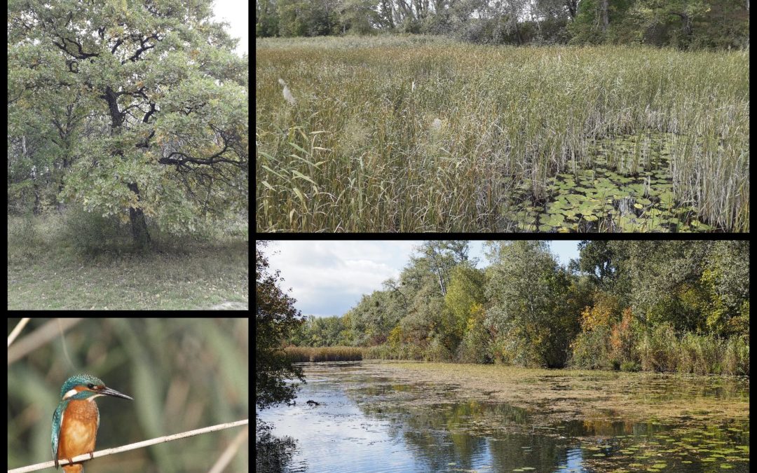 15/10/2022 Sortie d’automne sur la Lobau