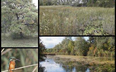 15/10/2022 Sortie d’automne sur la Lobau